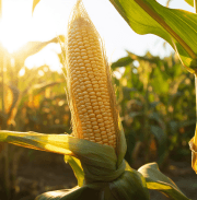 Maize